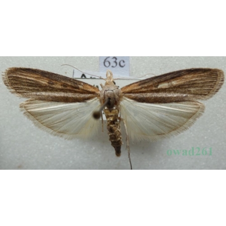 Lamoria zelleri (Joannis, 1932) Czech63c